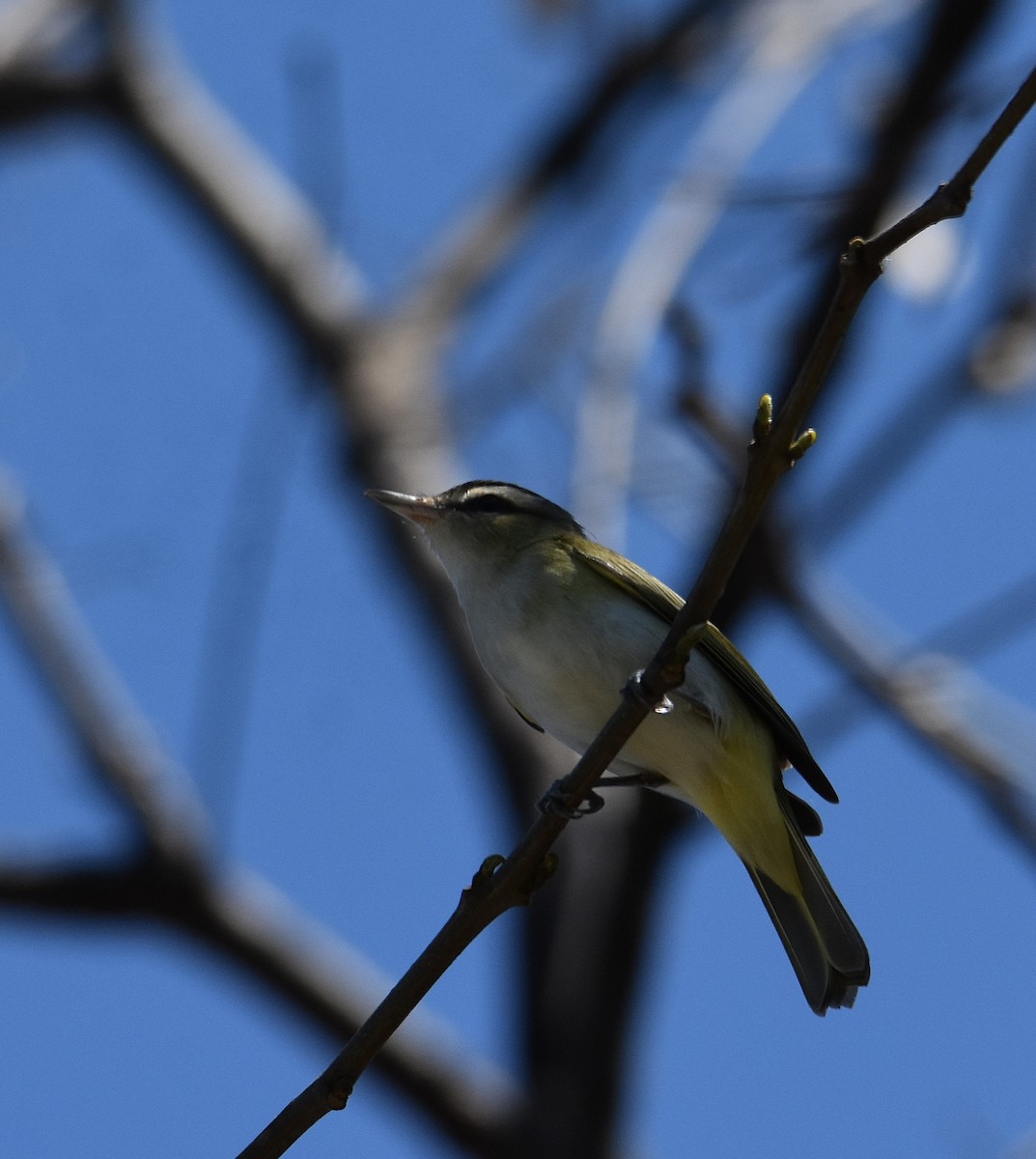 Chivi Vireo - ML642935602