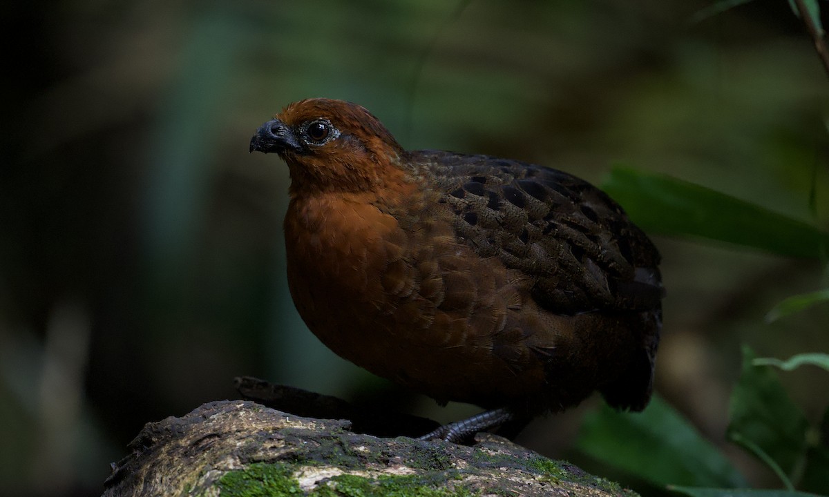 Chestnut Wood-Quail - ML642935605