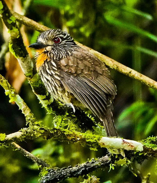 Black-streaked Puffbird - ML642935613