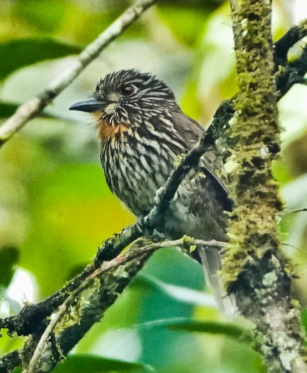 Black-streaked Puffbird - ML642935614
