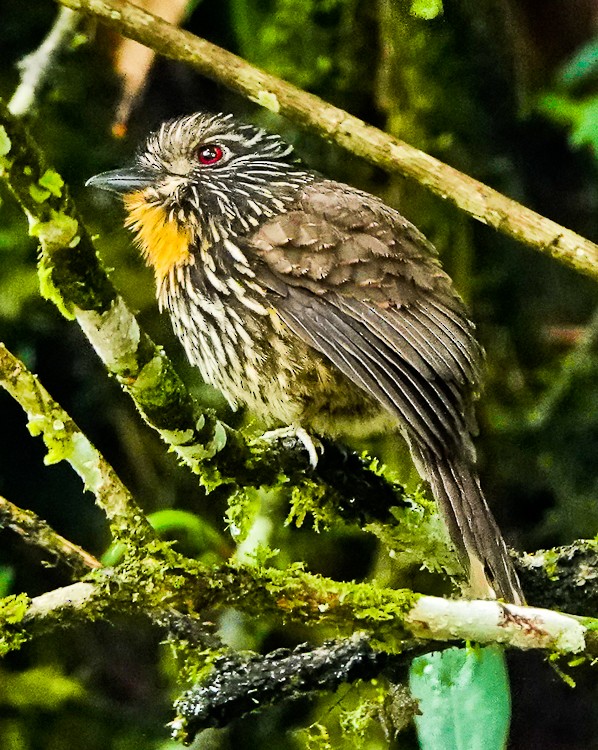 Black-streaked Puffbird - ML642935615