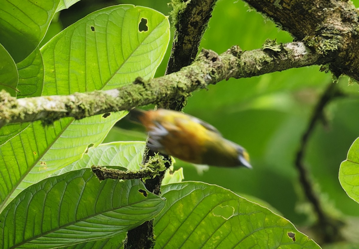 Olive-backed Euphonia - ML642935627