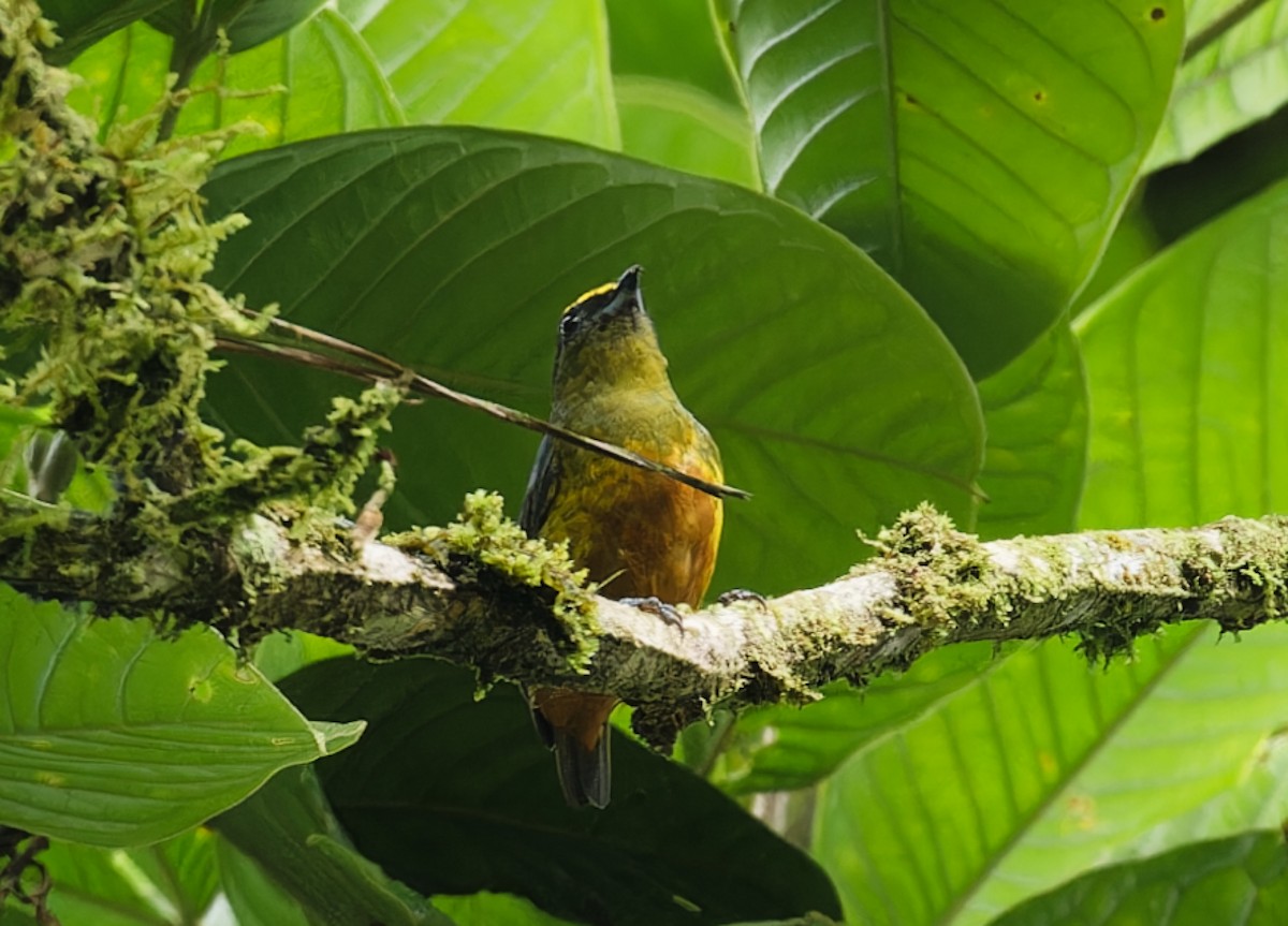 Olive-backed Euphonia - ML642935632