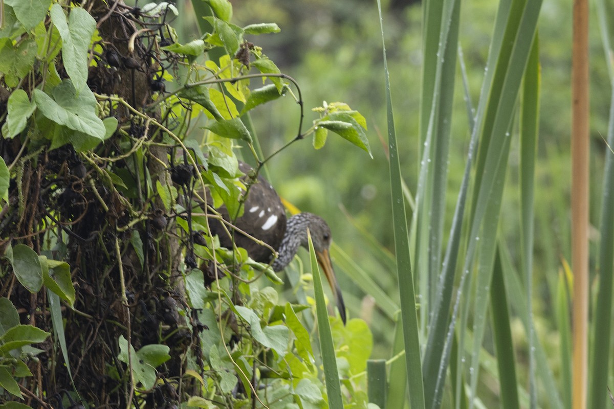 Limpkin - ML642935634