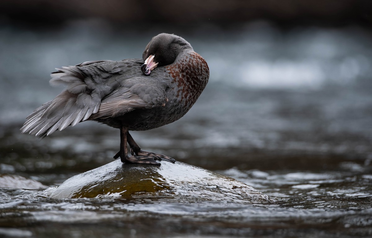 Blue Duck - ML642935636