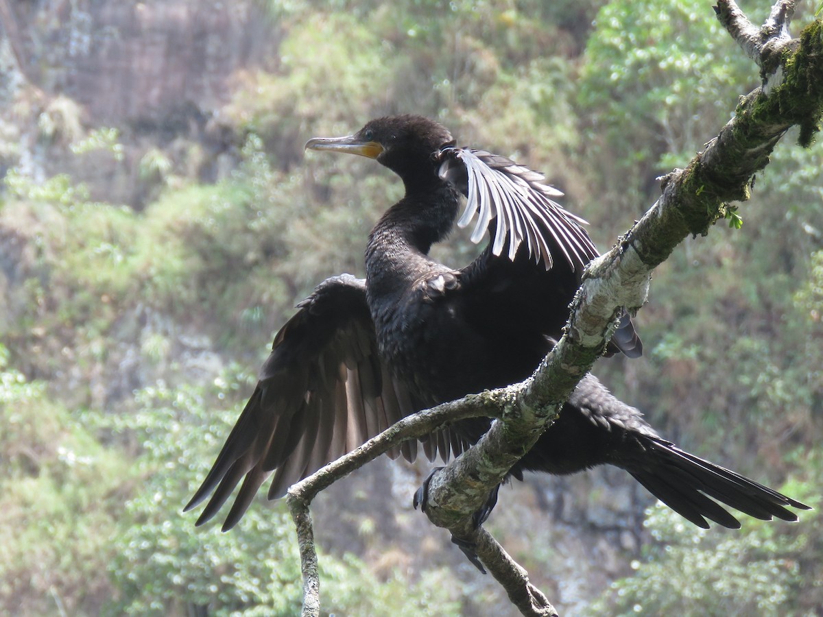 Neotropic Cormorant - ML642935639