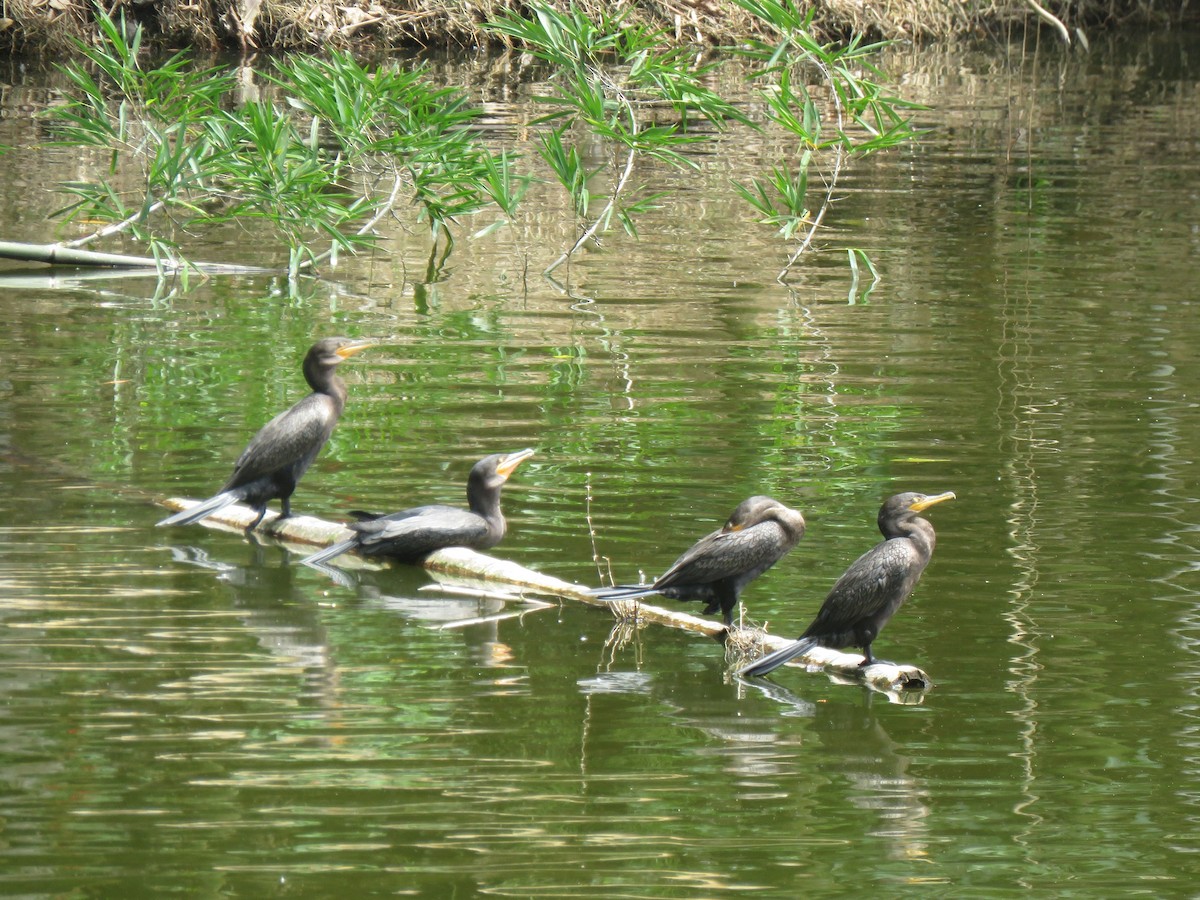 Neotropic Cormorant - ML642935640