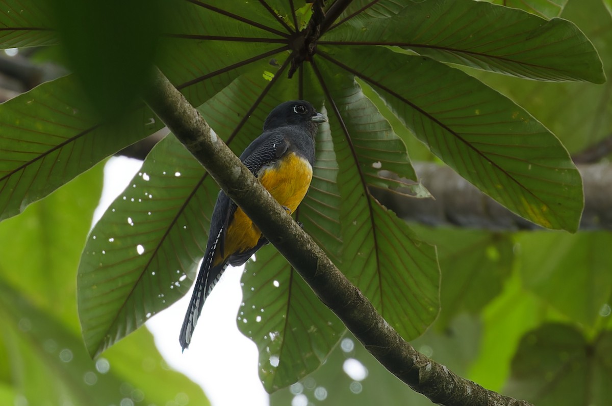 Gartered Trogon - ML642935651