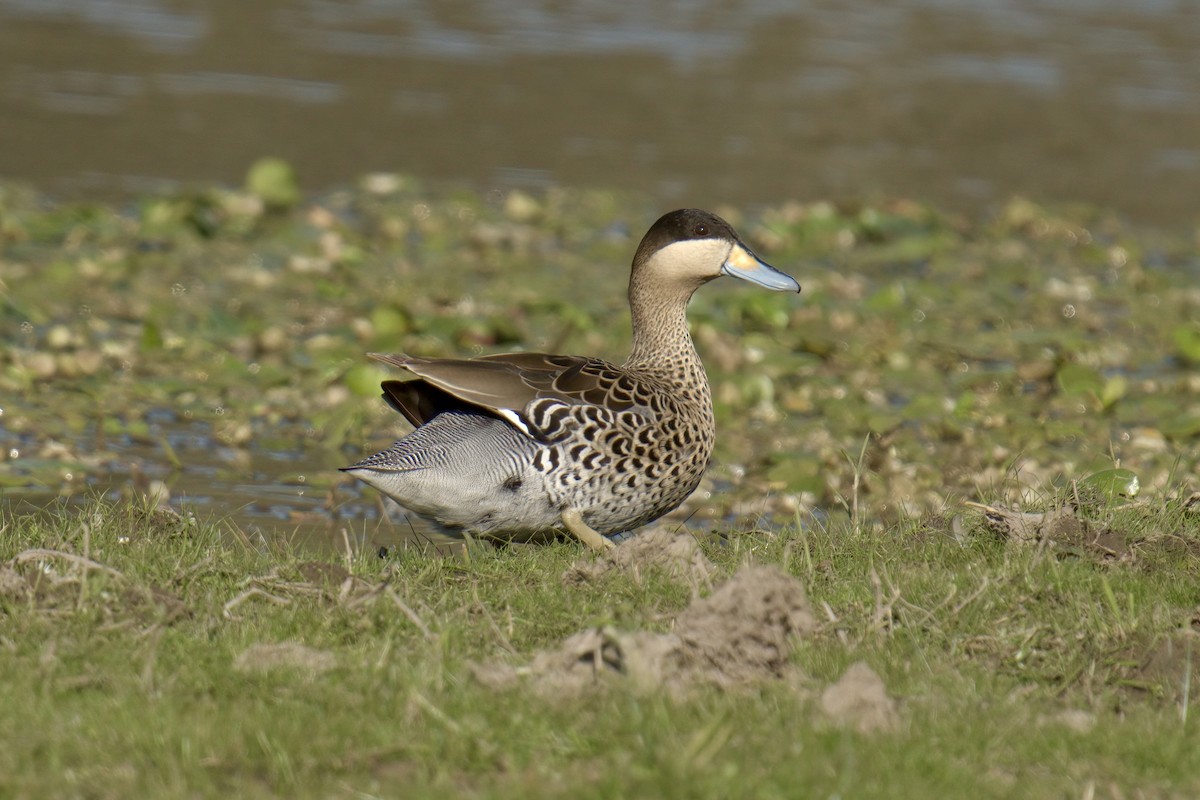 Silver Teal - ML642935652