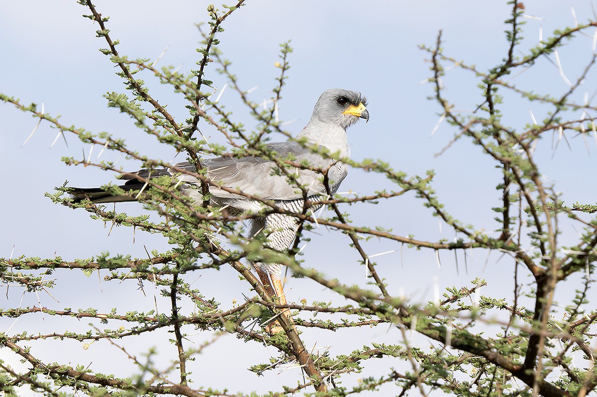 Eastern Chanting-Goshawk - ML642935656