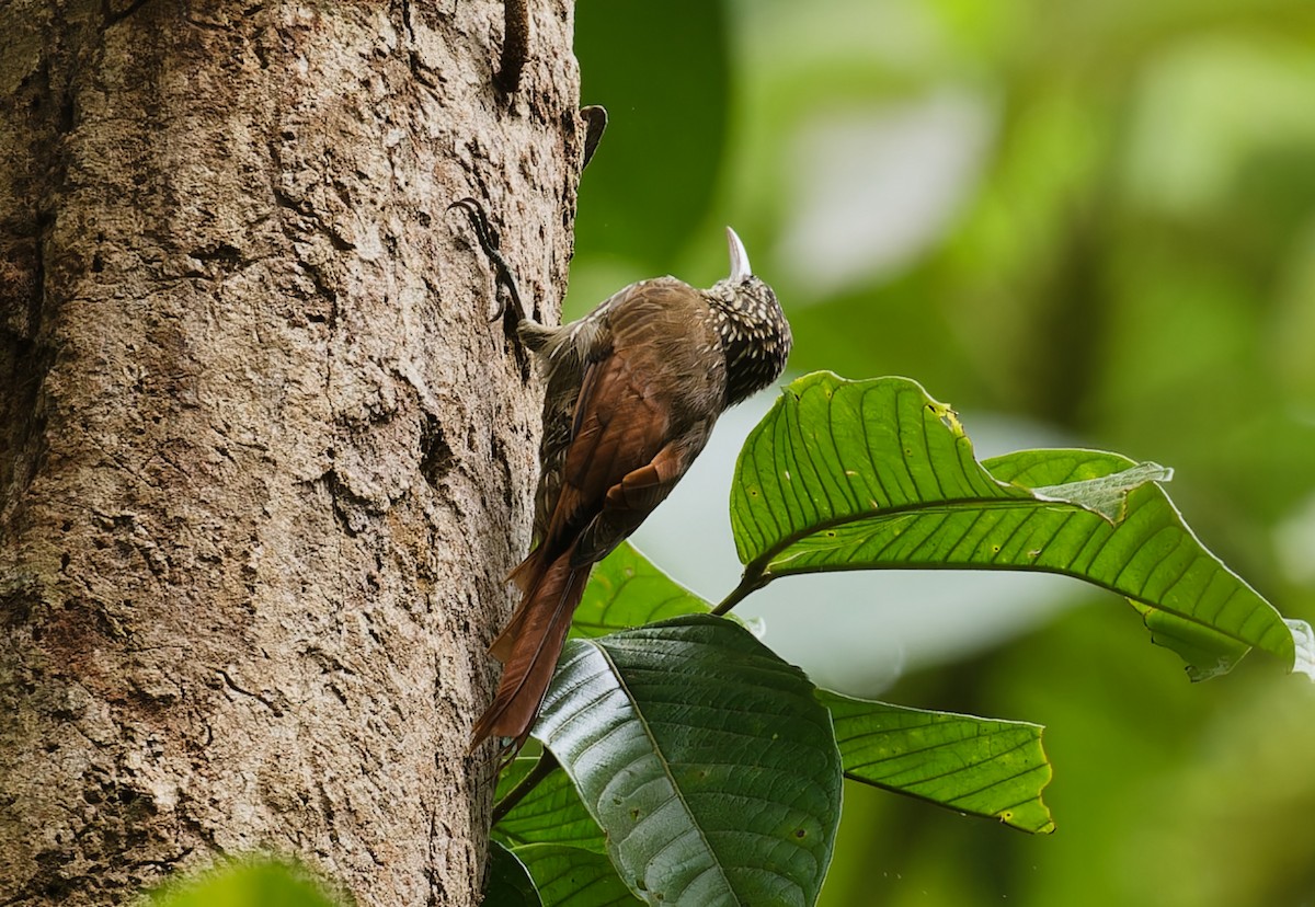 Streak-headed Woodcreeper - ML642935657