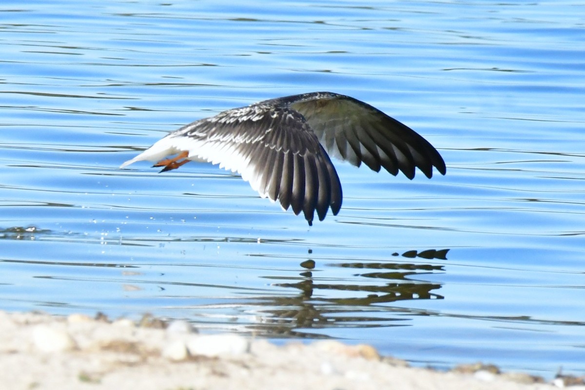 zoboun americký - ML642935658