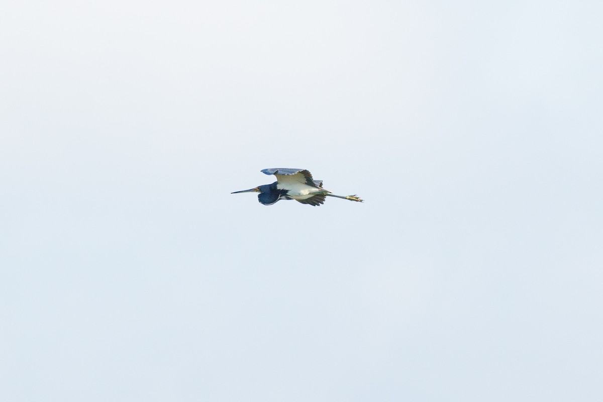 Tricolored Heron - ML642935677