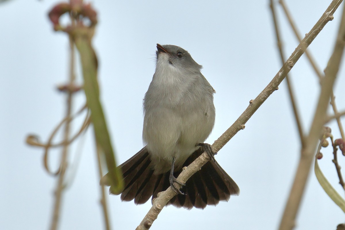 Sooty Tyrannulet - ML642935690