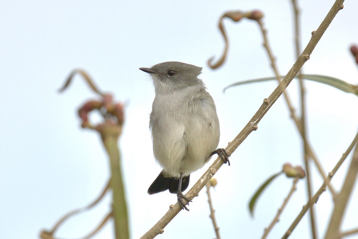 Sooty Tyrannulet - ML642935691