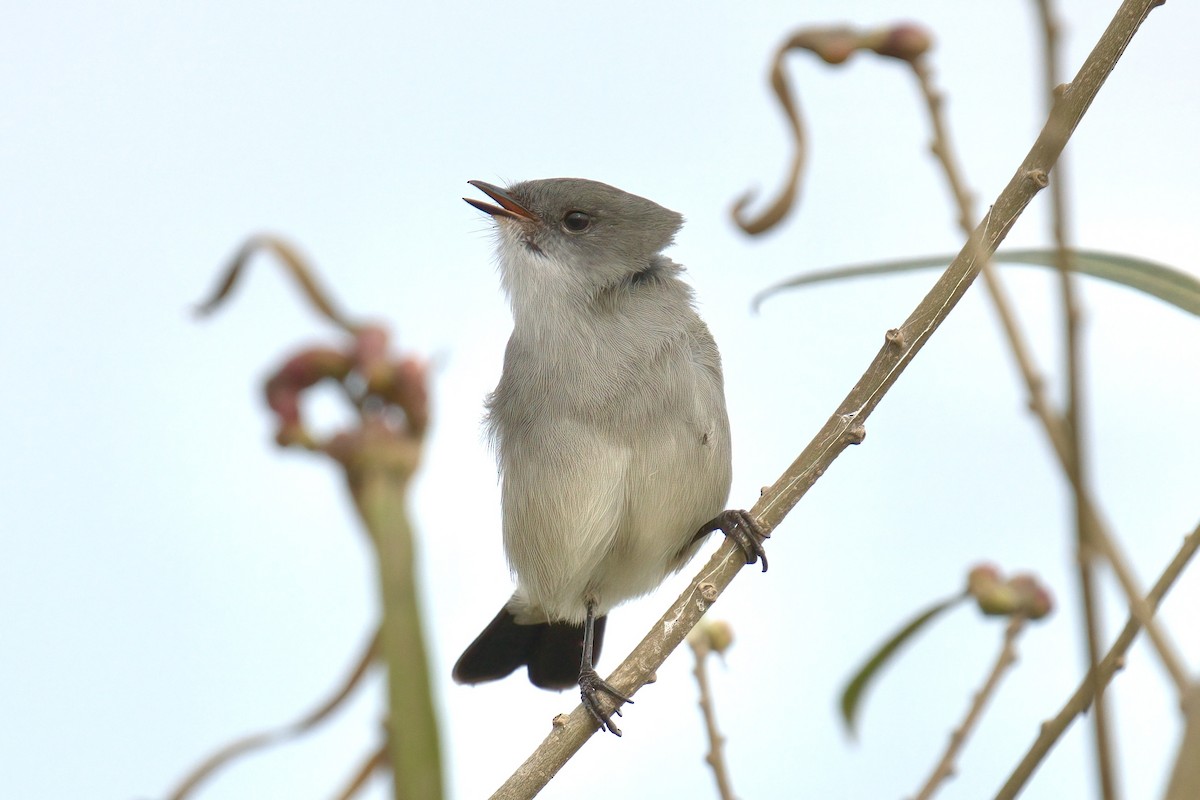 Sooty Tyrannulet - ML642935692