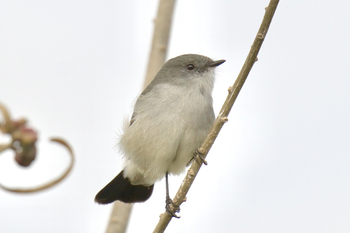 Sooty Tyrannulet - ML642935693