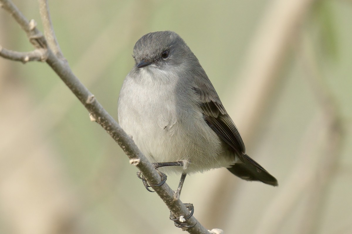 Sooty Tyrannulet - ML642935694