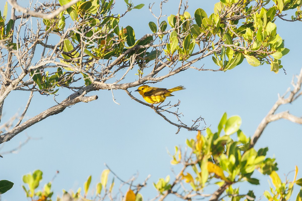 Mangrove Yellow Warbler - ML642935695