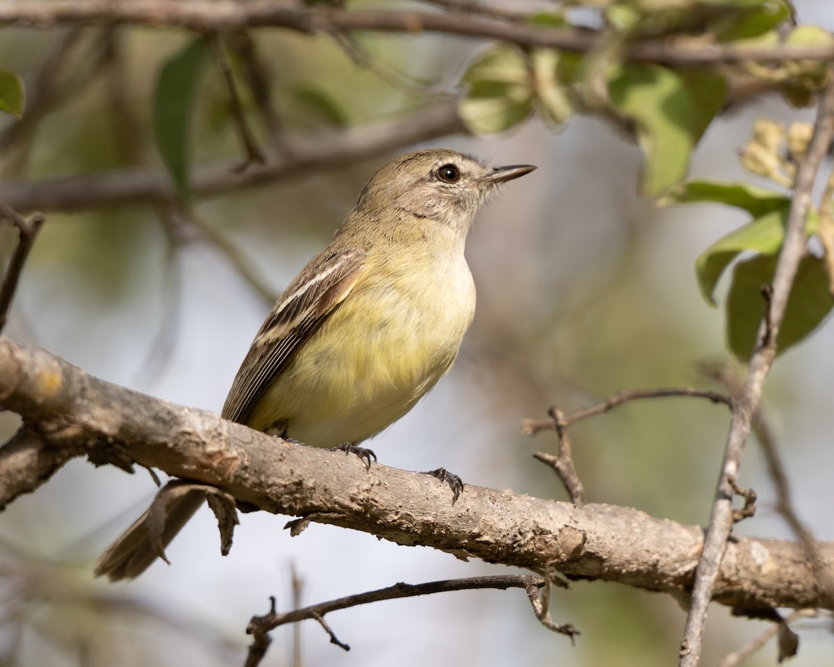 Slender-billed Tyrannulet - ML642935704