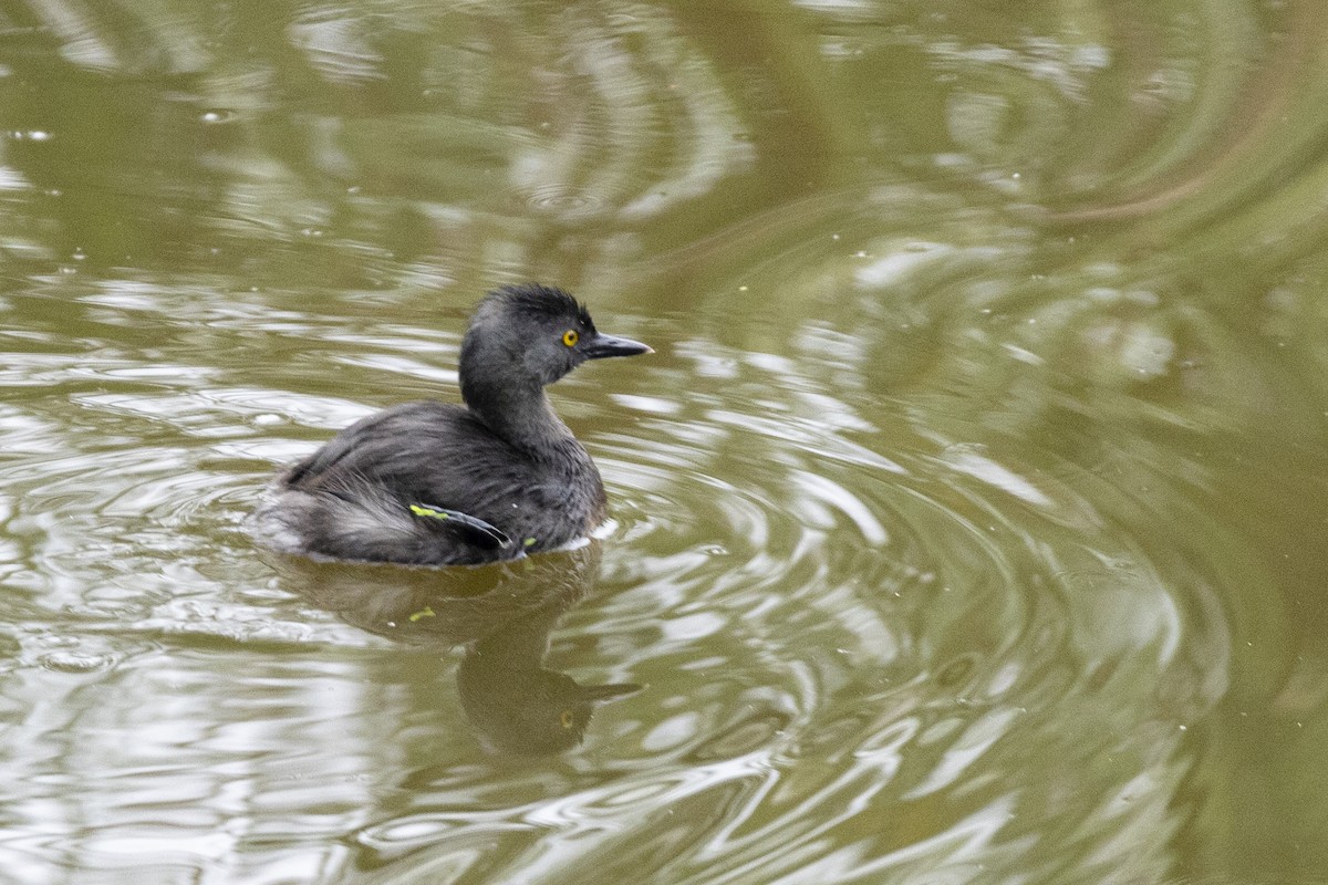 Least Grebe - ML642935707
