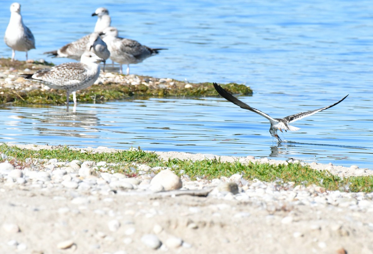 zoboun americký - ML642935709