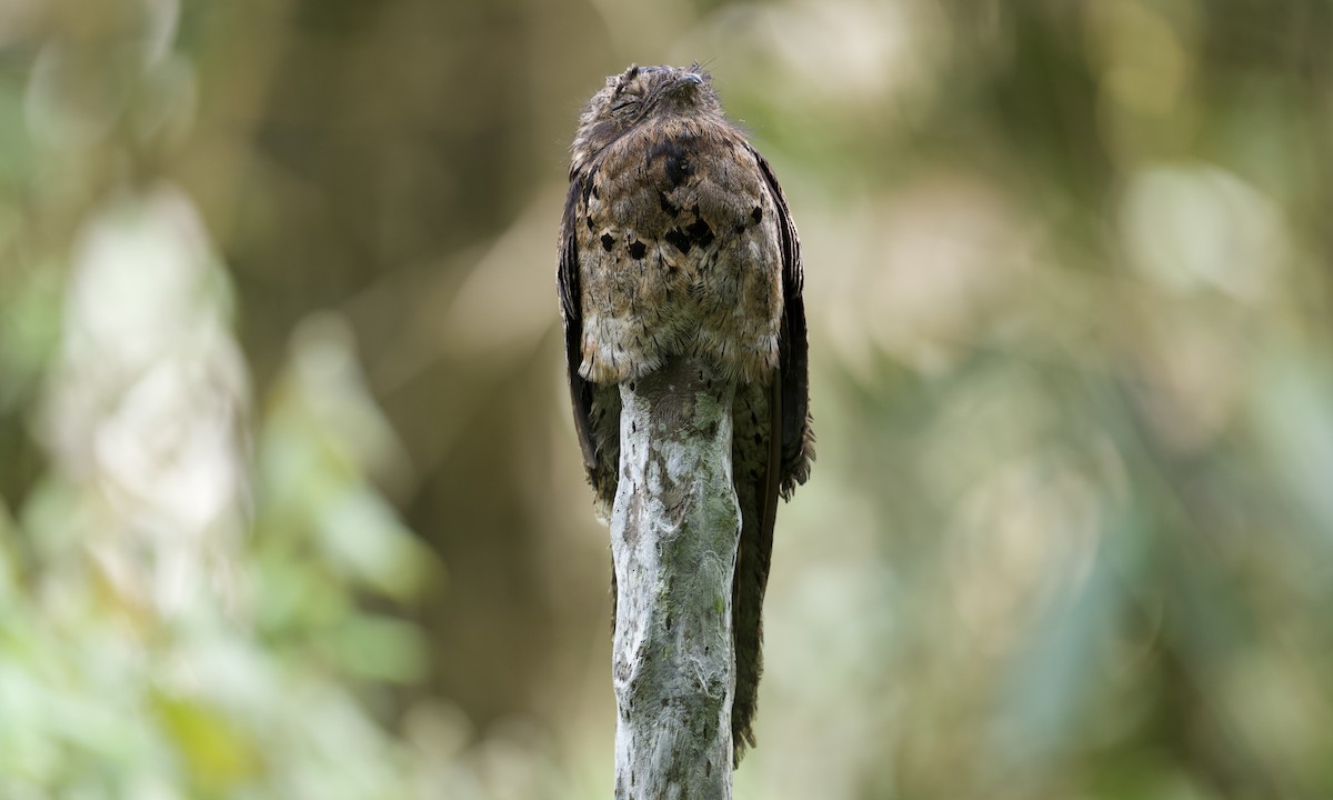 Common Potoo - ML642935712