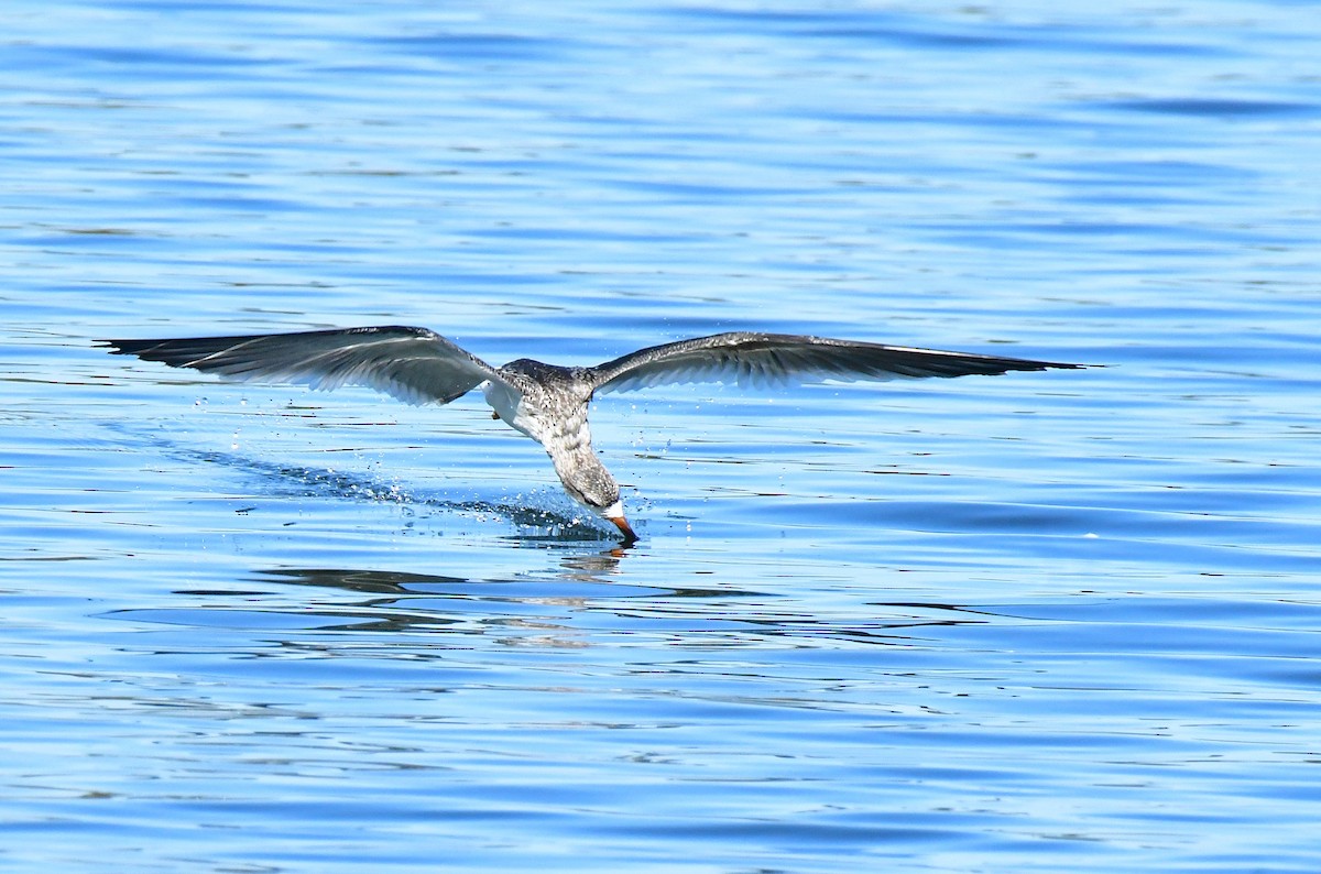 zoboun americký - ML642935720