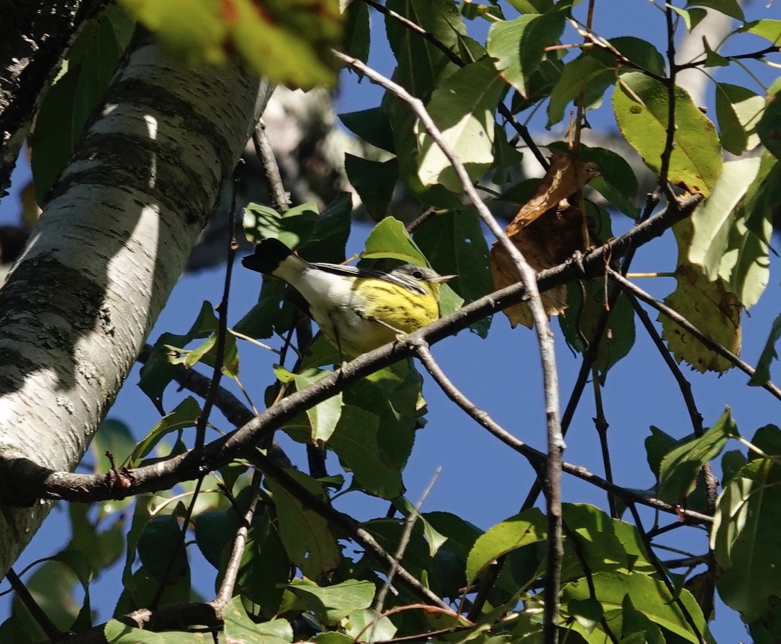 Magnolia Warbler - ML642935734