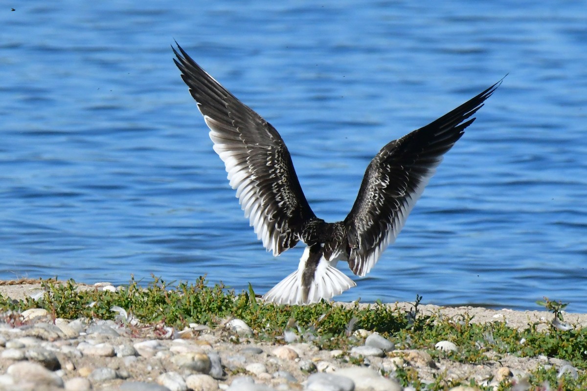 zoboun americký - ML642935744