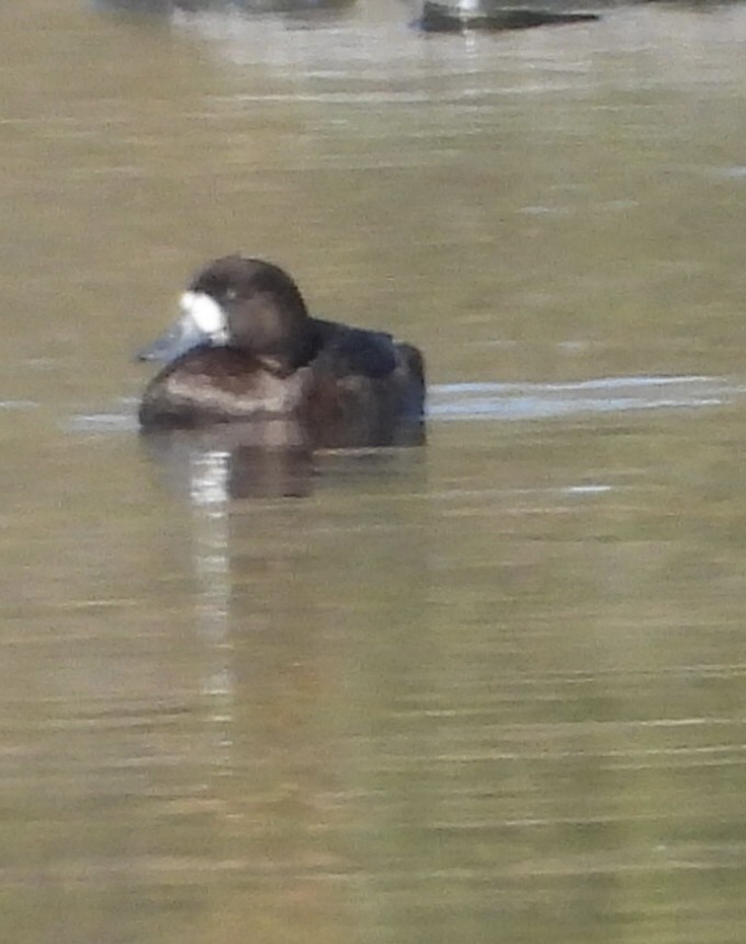 Greater Scaup - ML642935747
