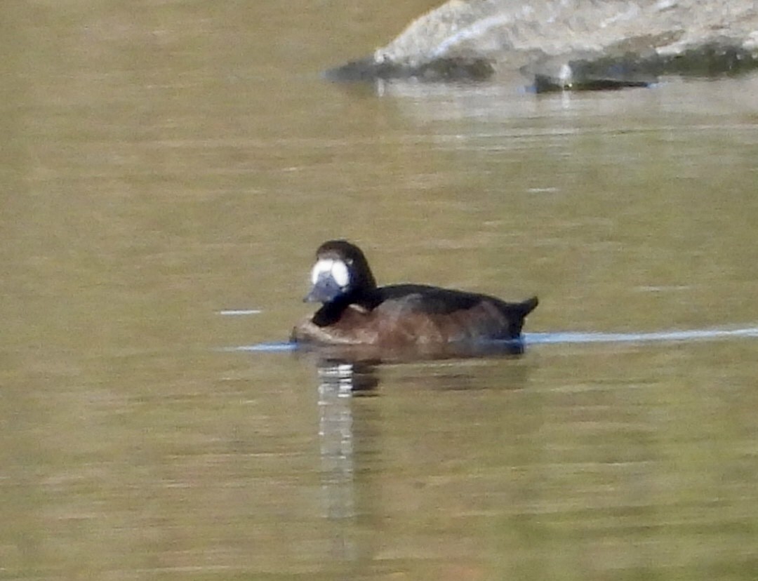 Greater Scaup - ML642935748