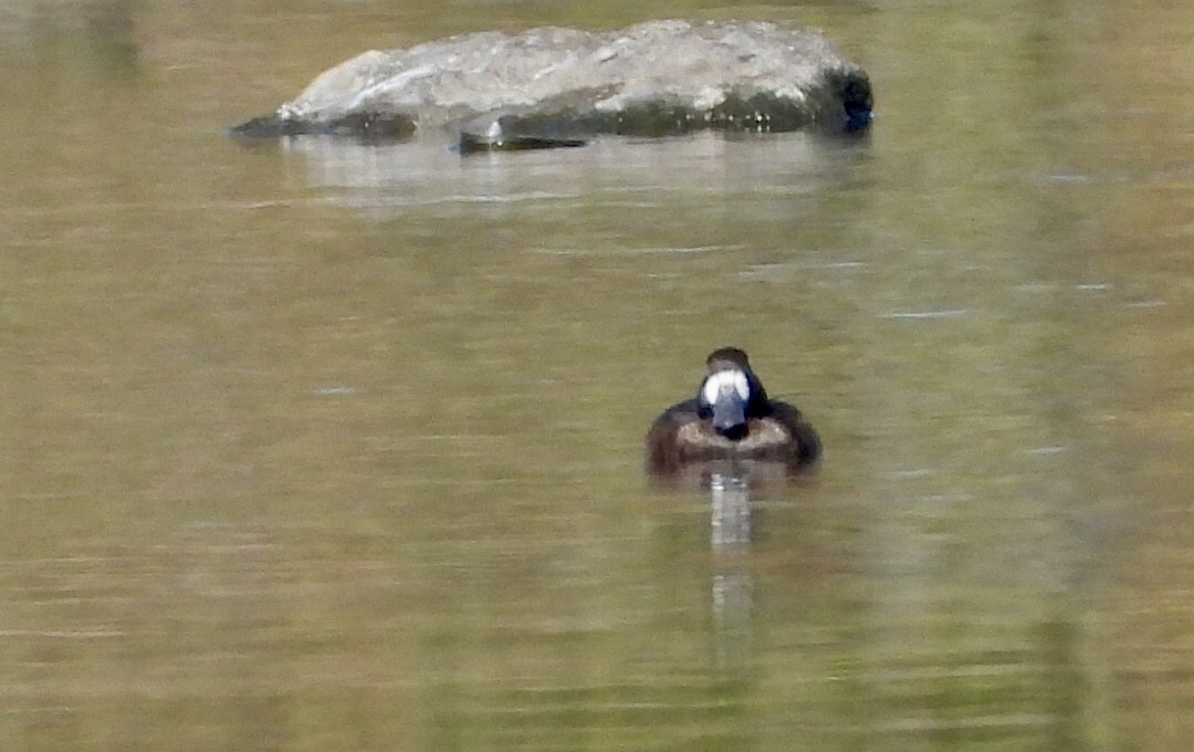 Greater Scaup - ML642935749