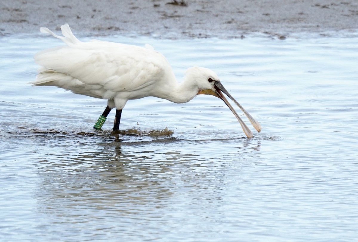skjestork - ML642935752