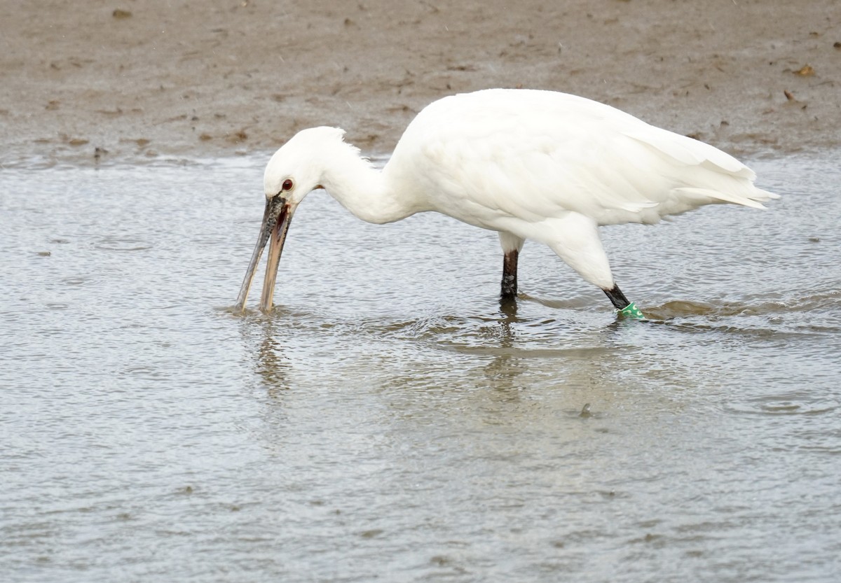 skjestork - ML642935754