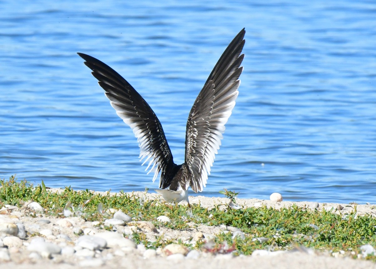 zoboun americký - ML642935758