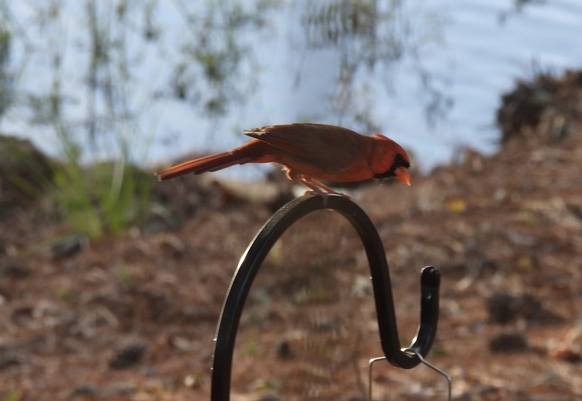 Cardinal rouge - ML642935765