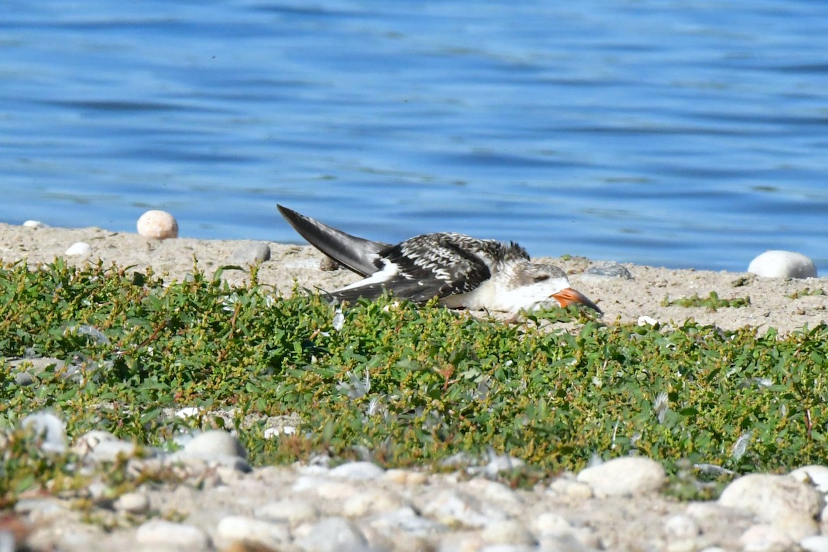 zoboun americký - ML642935766