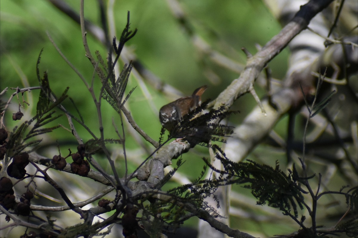 White-browed Scrubwren - ML642935767