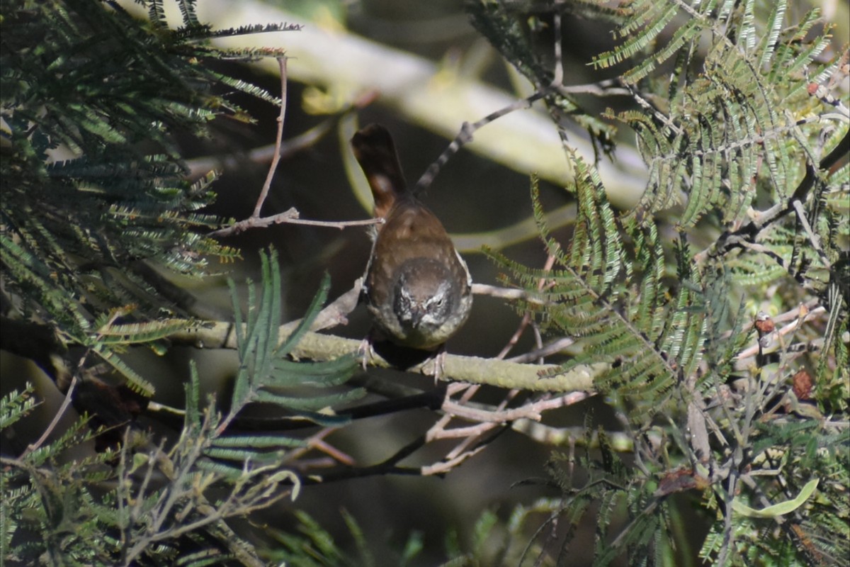 White-browed Scrubwren - ML642935768