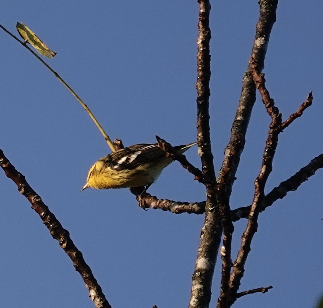 Blackburnian Warbler - ML642935771