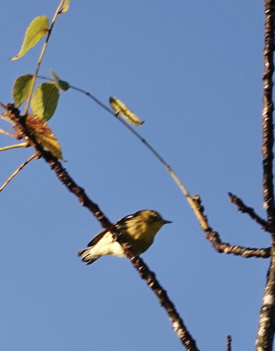 Blackburnian Warbler - ML642935772
