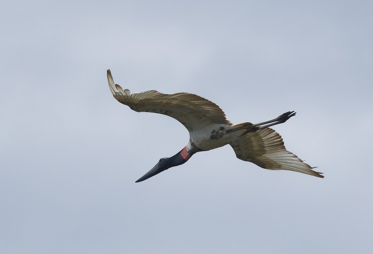 Jabiru - ML642935773