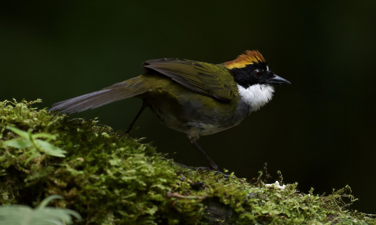 Chestnut-capped Brushfinch - ML642935774