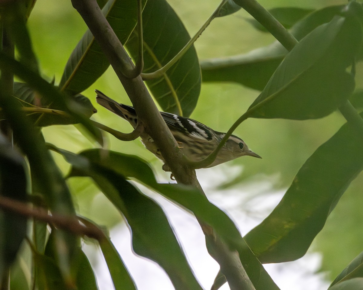 Black-and-white Warbler - ML642935775