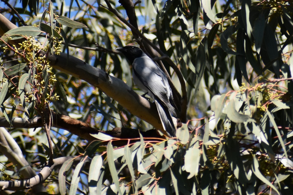 Black-faced Cuckooshrike - ML642935778