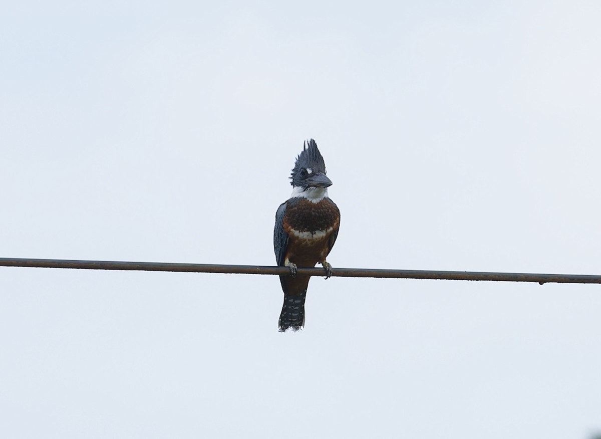 Ringed Kingfisher - ML642935780