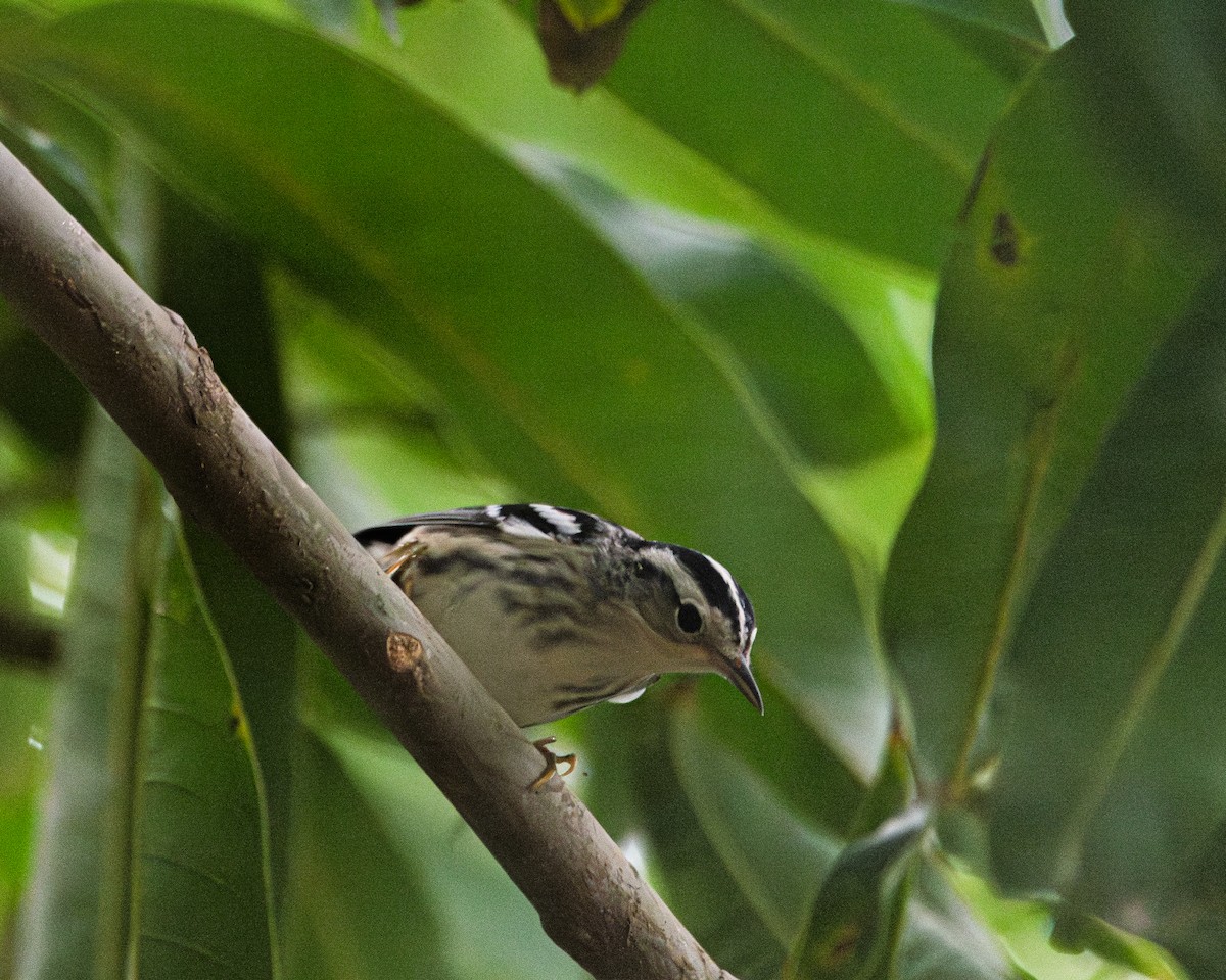 Black-and-white Warbler - ML642935781