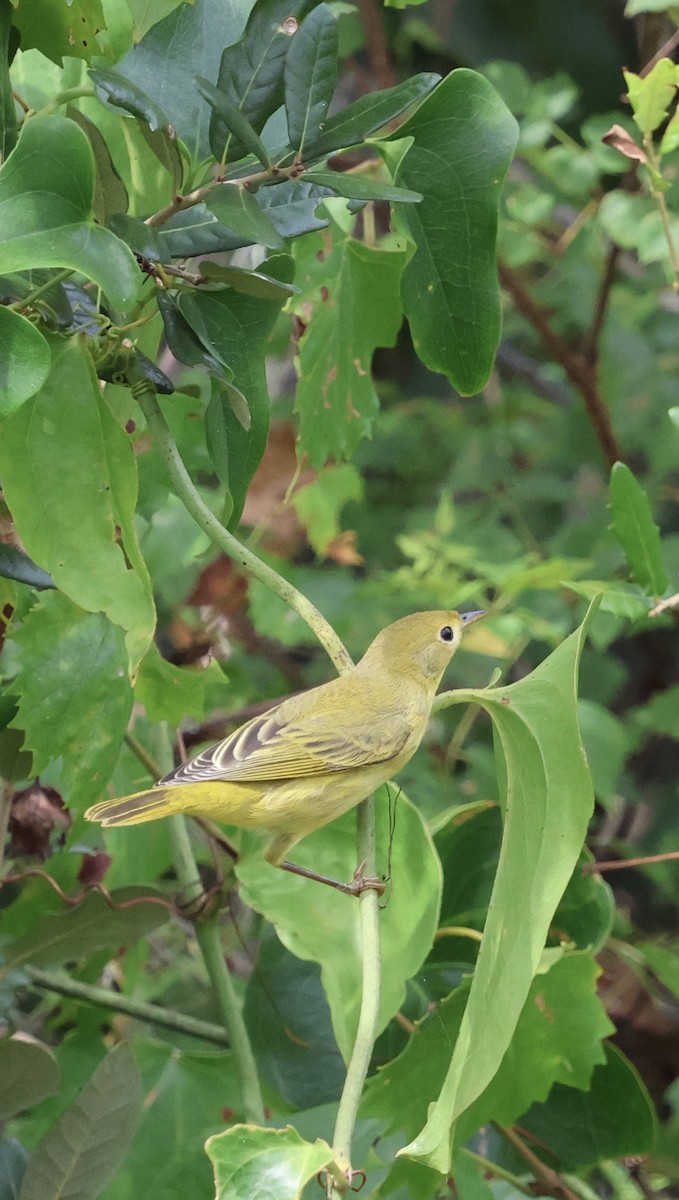 Yellow Warbler - ML642935782