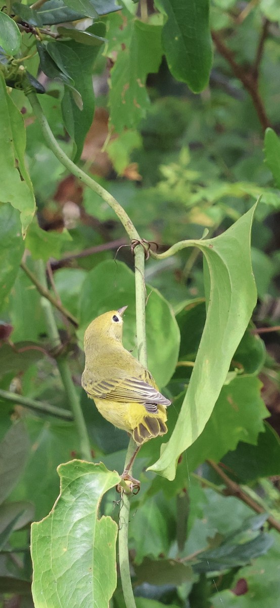 Yellow Warbler - ML642935783